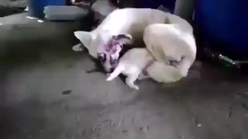 Несчастная мать и ее малыш на корейской ферме