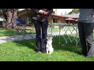 Brito behavior chain of heeling