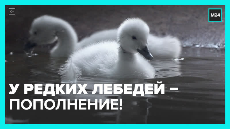 Пополнение в семействе редких лебедей – москва 24