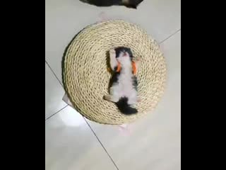 Kucing persia 20200614 183825 0 mp4