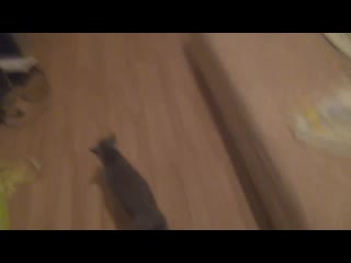 Обзор новой квартиры савельева