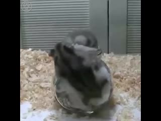 Ходячие хомячки