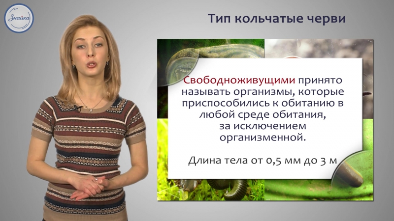 Черви porn video – 14 биология 7 тип кольчатые черви класс многощетинковые