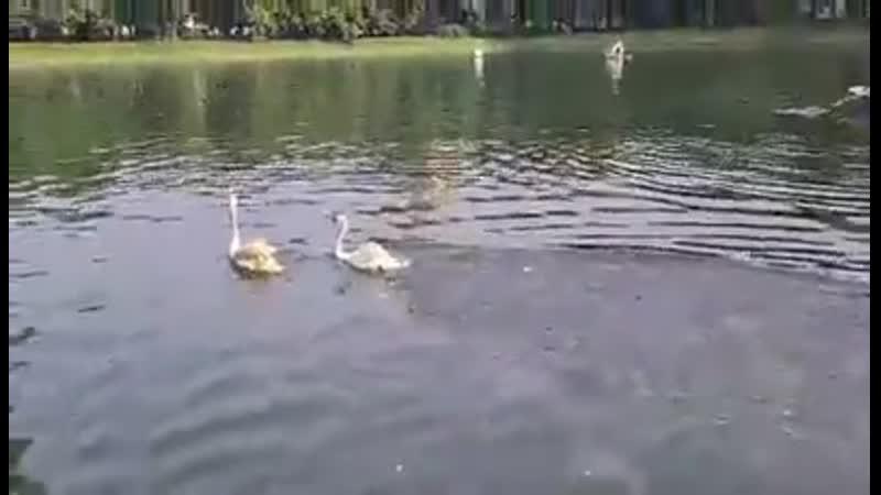 Лебеди на патриарших