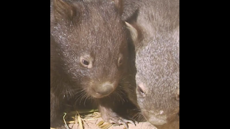 Русский фермер из австралии приютил у себя семью вомбатов