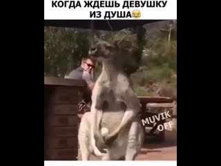 Брачный танец кенгуру mp4
