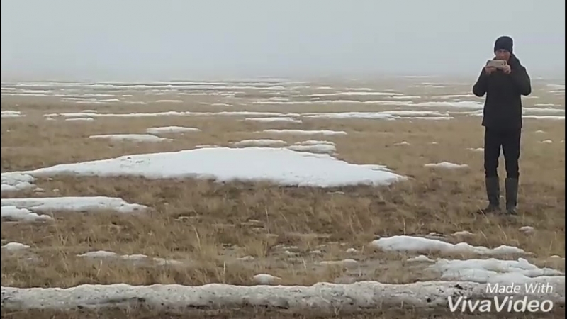 Бəйге тай жарыс mp4