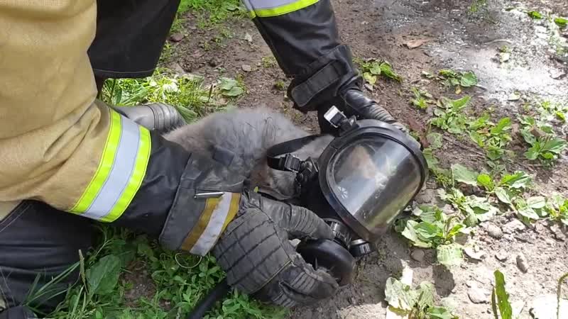 Томские пожарные спасают котика