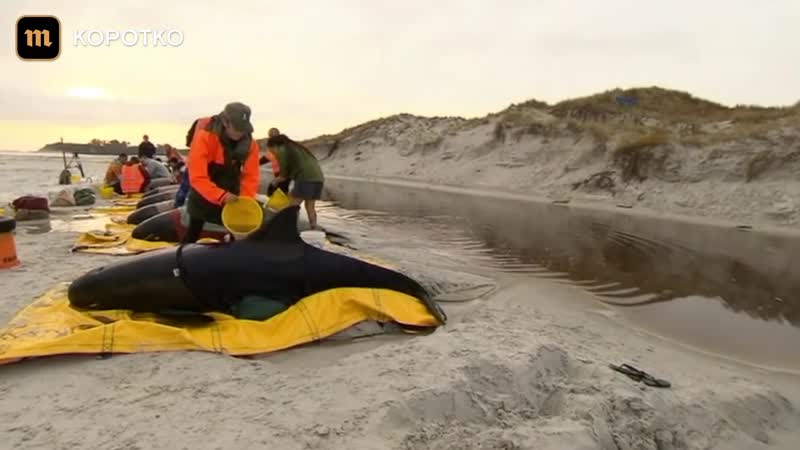 В новой зеландии спасают карликовых косаток