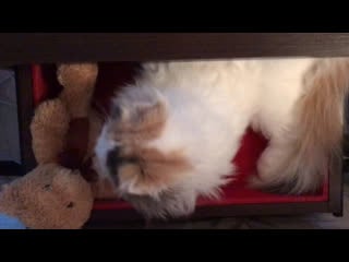 Kalani laima, помет “l”, д/р 30 04 2019