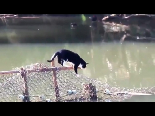 Этот кот плюёт на трудности (vhs video)