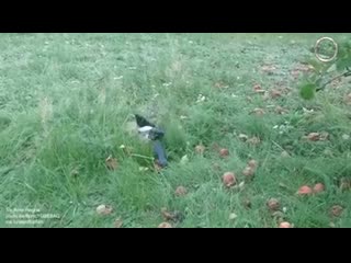 Drunk magpie