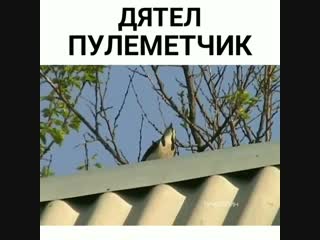 Дятел пулемётчик