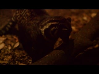 Singapore night safari malayan civet
