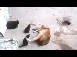 Кошка показывает котят своему другу