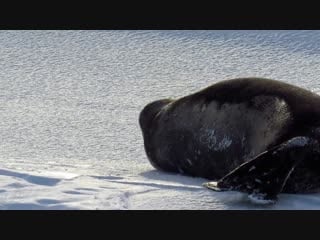 Weddell seal being a derp scott base pressure ridges, antarctica nov 24th