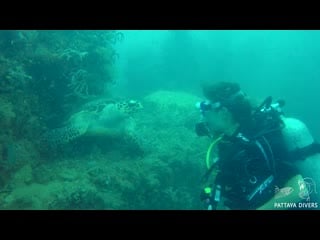 Hawksbill turtle on "khram wreck" | diving pattaya, thailand