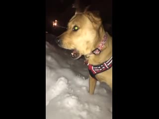 A puppers first time in the snow!