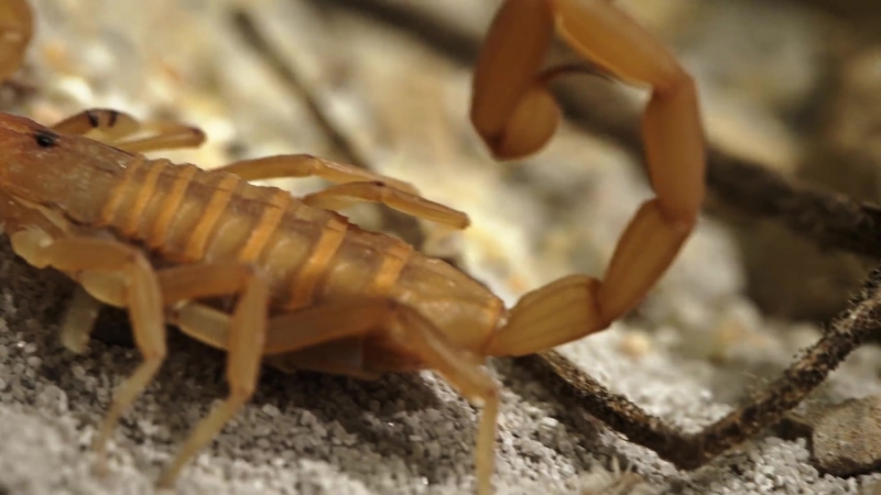 Stinging scorpion vs pain defying mouse (deep look)