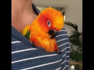 Спим пердим