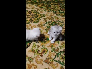 Vid 20201031 210247 mp4