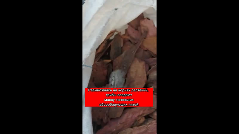 В коре плесень полезна?