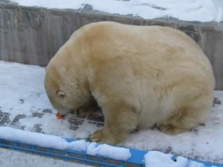 Герда кушает моркоу