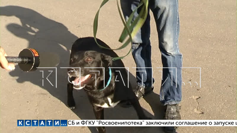 Наемный убийца домашних молодые предстал перед судом, а заказчик оказался лишь свидетелем