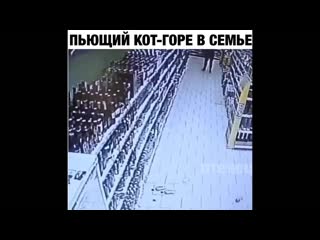 Пьющий кот горе в семье