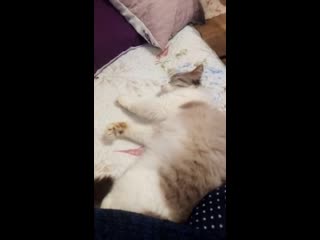 Костик тащится ))