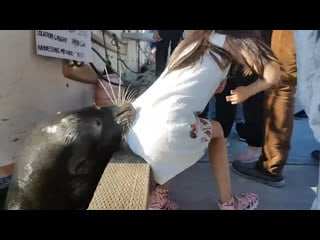 Sea lion drags girl into steveston waters