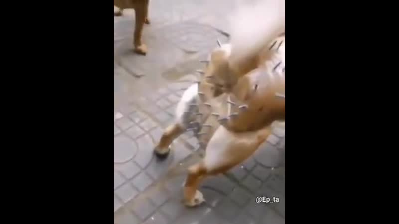 Хозяйка придумала как уберечь свою молодые от кобелей