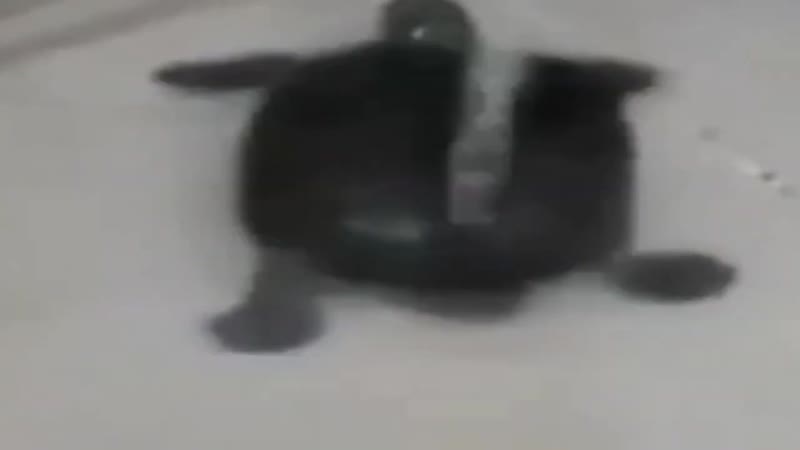 Черепашка моется в душе под алишера моргенштерна