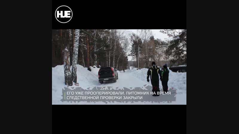 В кемеровской области перевернулась собачья упряжка с ребенком