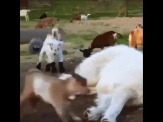 Пока пастух спит