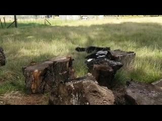 Jerk bird embarrasses cat, brings shame on its family