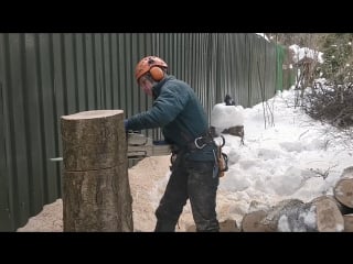 Аккуратная вырубка берёзы у забора