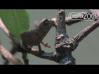 Tiny fingertip sized pygmy chameleons hatch at chester porn