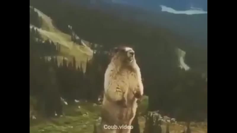 Сьогодні ми всі трохи цей бабак