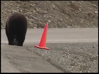 Bear picks up fallen traffic cone by roadside before walking away