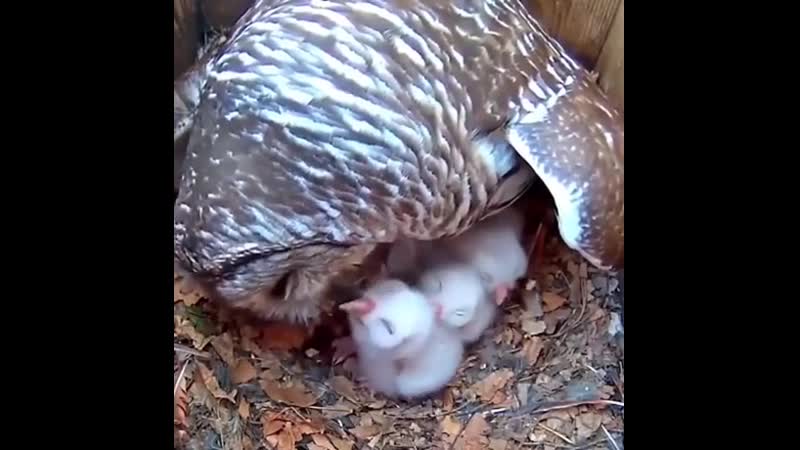 Mama оwl with hеr littlе оwlеts!