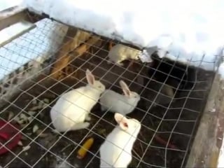 Кролики в вольере зимой на улице (rabbits breeding)