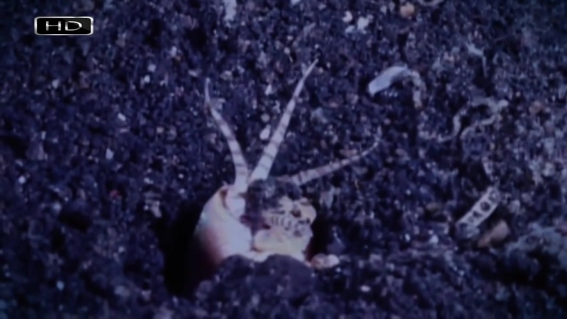 Пурпурный австралийский червь 3х метровый монстр