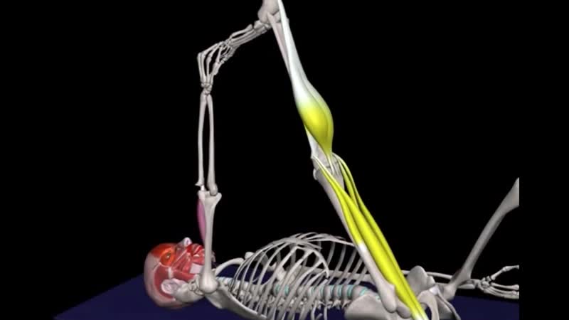 Sls растяжка задняя поверхность бедра 10 упражнений биомеханика