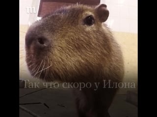 Любимая капибара «медузы»