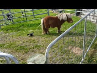 Patient pony lets magpie take tail to build a nest