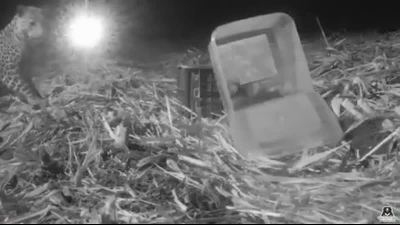 Pооr сub rеuniting with mum