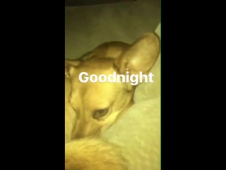 Good night pharaoh! nemos ig story