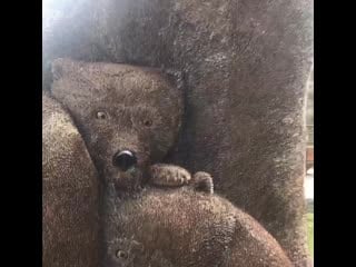 Денежные мишки