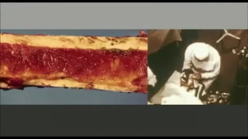 Ноев ковчег